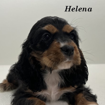 puppy, for, sale, Cockalier, Joe & Cherri  Overlease, dog, breeder, Miller, MO, dog-breeder, puppy-for-sale, forsale, nearby, find, puppyfind, locator, puppylocator, aca